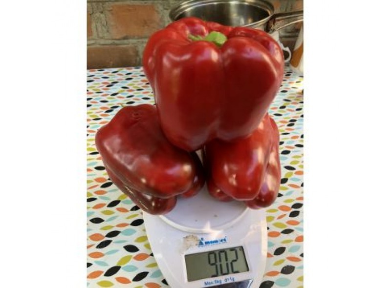 Семена перца сладкого 1601 F1 (ранний) кубический (500 сем.) Lark Seeds
